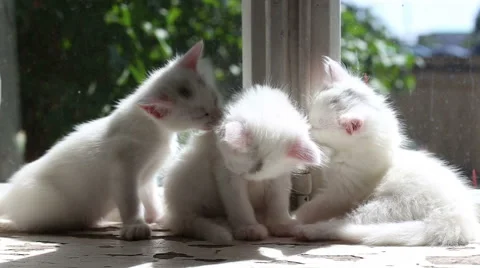 Three Small White Kittens Washes Stock Footage 60668287