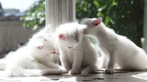 Three Small White Kittens Washes Stockbeeldmateriaal 62342556