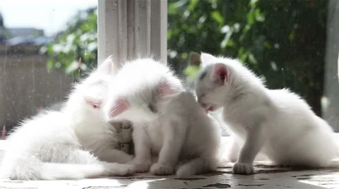 Three Small White Kittens Washes Stock Footage 62456079