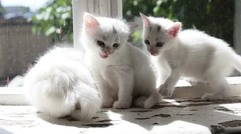 Three Small White Kittens Washes Stock Footage 62516981