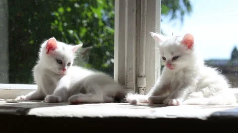 Three Small White Kittens Washes Stock Footage 62989291