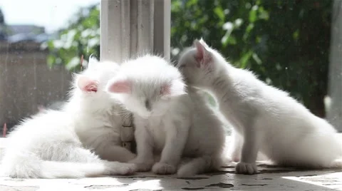 Three Small White Kittens Washes Video stock 63028441