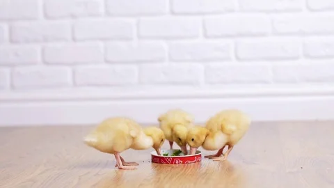 Three small yellow duckling drink water from a plate. Indoors, on white Stock Footage 76579629