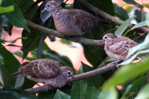 Three Small Zebra Doves Perched in Lush Tropical Foliage at Sunset Stock Photos