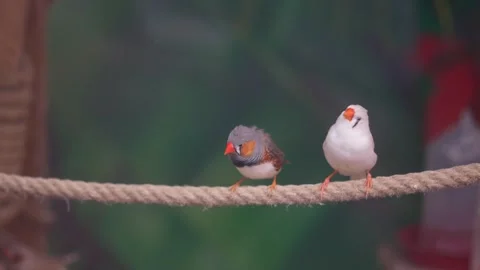 Three small zebra finches perched on a thick rope with blurred background m.. Stock Footage 332744617