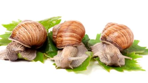 Three snail crawling on the grape leaves white background Stockfoto's