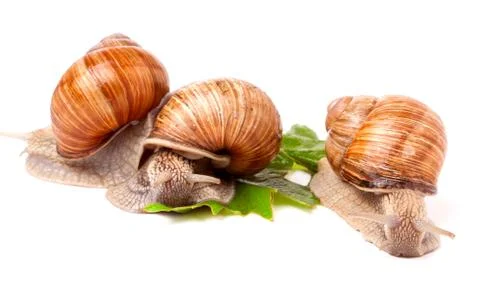 Three snail crawling on the grape leaves white background Stockfoto's