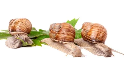 Three snail crawling on the grape leaves white background Stockfoto's