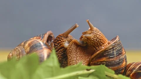 Three snails are on a leaf, one of which is larger than the other two Stock Footage 320434325
