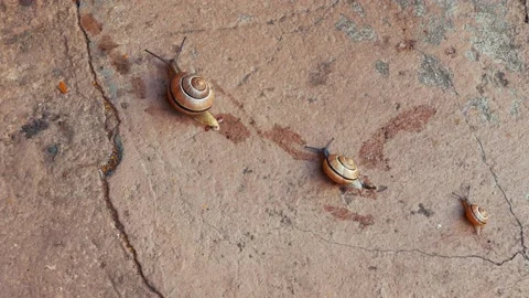 Three snails are moving simultaneously and leaving a slime behind them Stock Footage 166177745