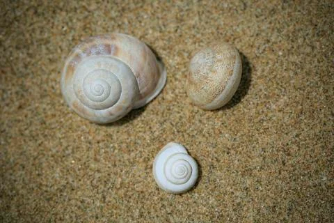 Three snails buried on the sand Stock Photos