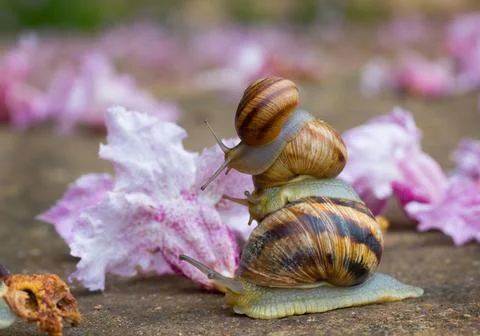 Three Snails Climbing Over Each Other Photos