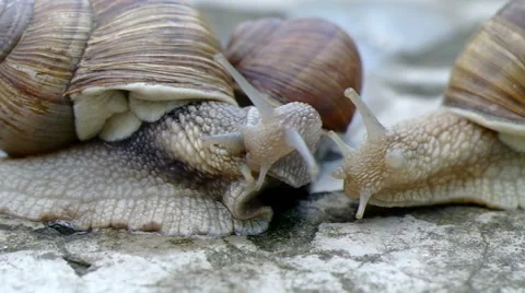 Three snails communicate. Stock Footage 40315077