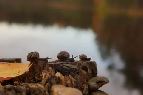 Three snails crawl one after the other along the stump on the shore of the la Stock Photos