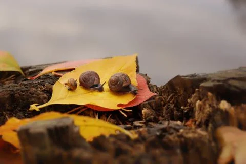 Three snails crawl one after the other along the fallen yellow leaf on the sh Stock Photos