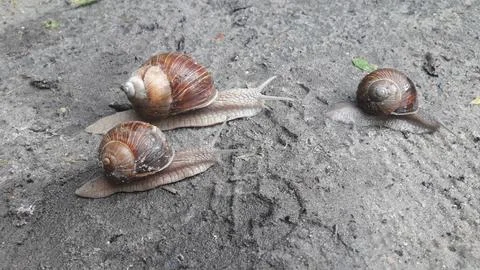 Three snails crawling on sandy ground Foto stock