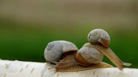 Three snails Stock Footage 37535954