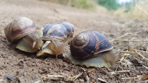 Three snails Video stock 105039019