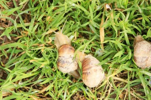 Three snails on the grass Stock Photos
