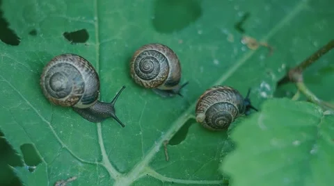 Three snails on a leaf Stock Footage 52315335