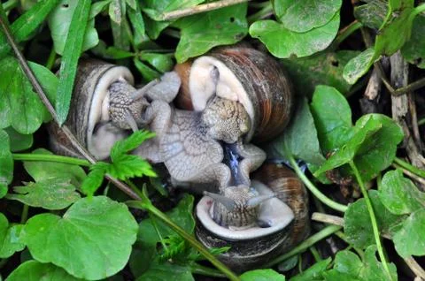 Three snails mating Stock Photos