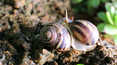 Three snails, one crawls Stock Footage 52426219