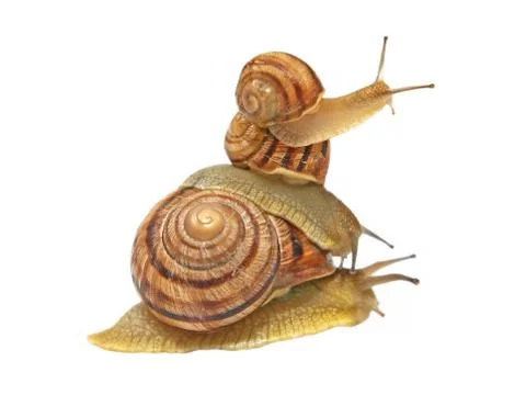 Three snails. Stock Photos