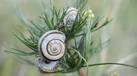 Three snails on plant branch Stock Footage 22749840
