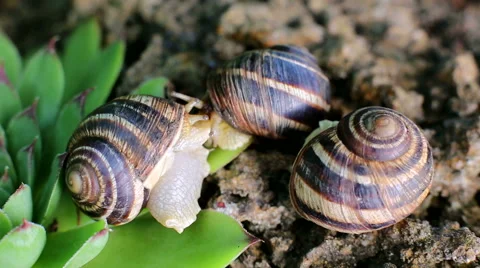 Three snails on a rock Stock Footage 52425823