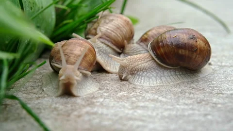 Three snails sit on the tiles in the yard and eat grass. Vídeo Stock 239553160