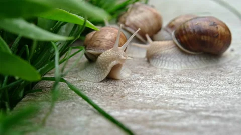Three snails sit on the tiles in the yard and eat grass. Stock Footage 239553681