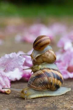 Three Snails Stacked on Top of Each Other Among Pink Flowers 스톡 사진