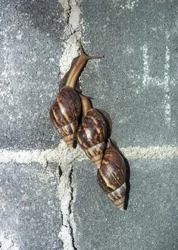 Three snails walk on brick wall Foto stock