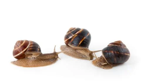 	Three snails on a white background Stock Photos