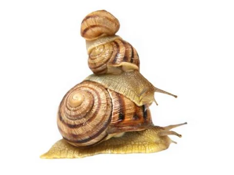 Three snails.isolated. Stock Photos