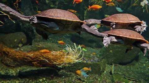 Three Snake neck water turtle  Stock Footage 294826045