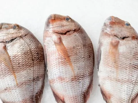Three snapper sea fish close up 写真素材