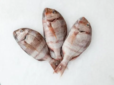 Three snapper sea fish view from above Stock Photos