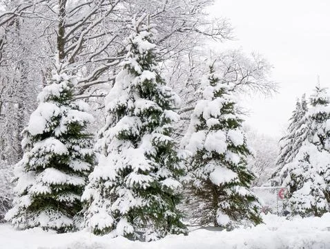 Three snow-covered pine trees after a snowstorm Stock Photos