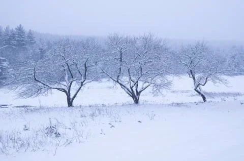 Three snow covered trees. Stock Photos
