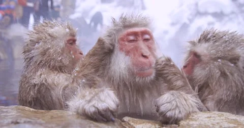 Three snow-dusted macaques resting at edge of a hot spring Видео 347147439