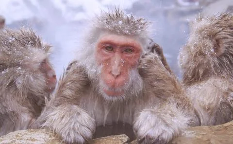 Three snow monkeys, also known as Japanese macaques, in a snowy environment Stock Photos