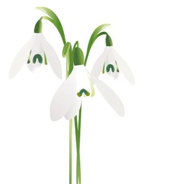Three snowdrop flowers isolated on white background Stock Illustration