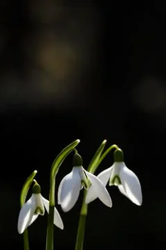 Three snowdrops Foto stock