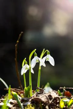 Three snowdrops Stock Photos