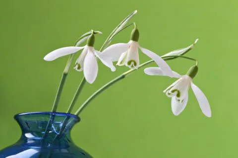 Three snowdrops in a vase Stock Photos