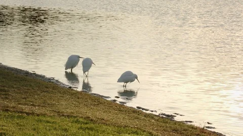 Three Snowy Egrets feeding at the edge of a pond 库存影片 121735313