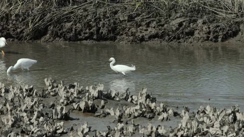 Three snowy egrets walking and looking for fish 스톡 동영상 130225534