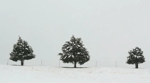 Three Snowy Trees Stock Footage 1000584