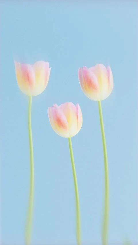 Three soft pink tulips slowly blooming against blue sky in dreamy retro sty.. 스톡 동영상 337885778